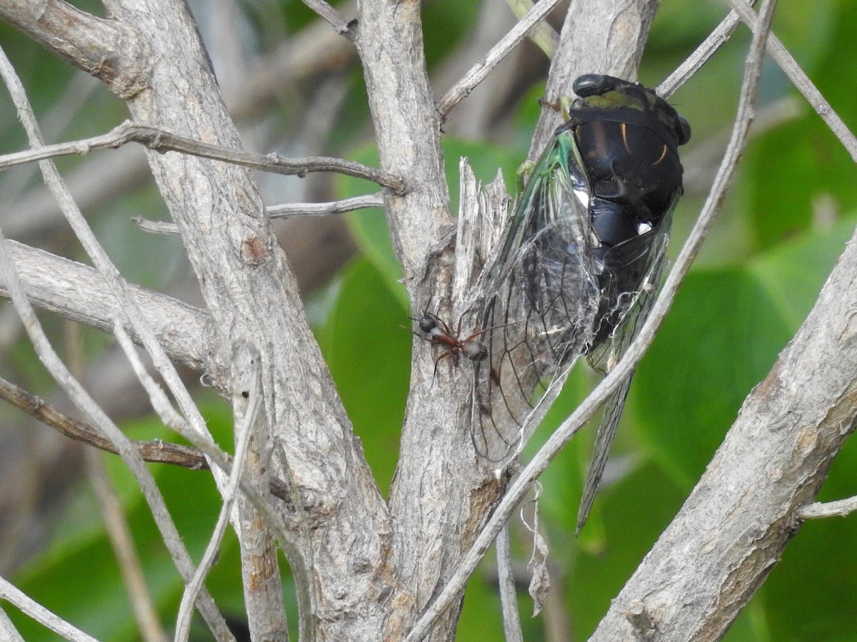 Cicada