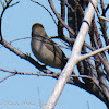 Blackcap; Curruca Capirotada