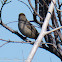 Blackcap; Curruca Capirotada