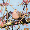 Oriental Turtle Dove