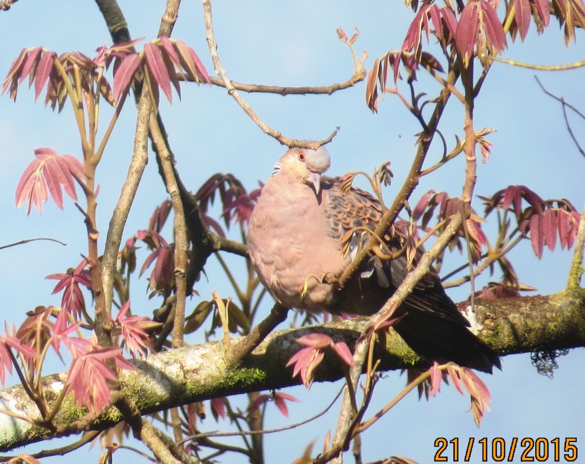 Oriental Turtle Dove