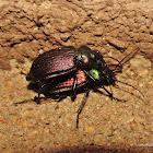 Calosoma granulatum