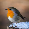 European robin