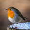 European robin