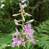 Fireweed