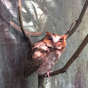 Negros scops owl