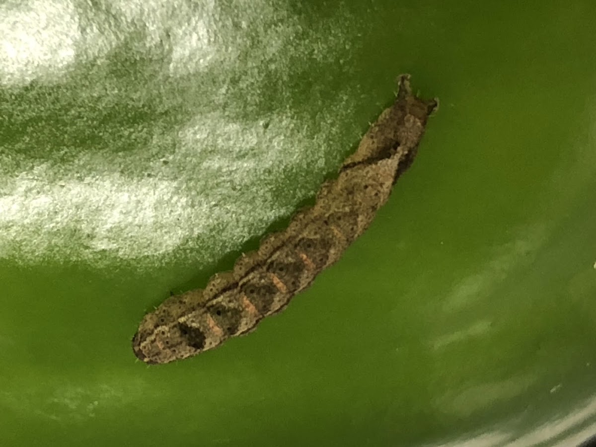 Southern Armyworm