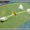 The red gum lerp psyllid