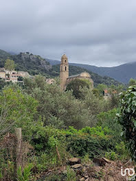 maison à Patrimonio (2B)