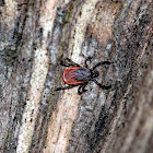 Blacklegged Tick (Female)