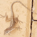 Brown Anole