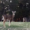 White-tailed deer