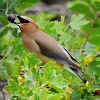 Cedar waxwing