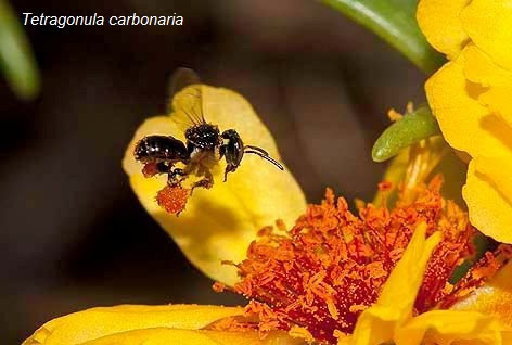 Tetragonula carbonaria