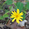 Rattlesnake Weed