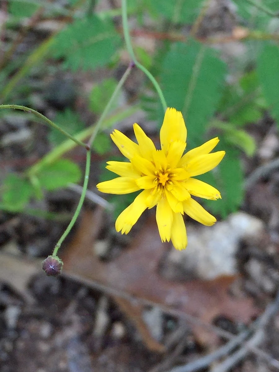 Rattlesnake Weed