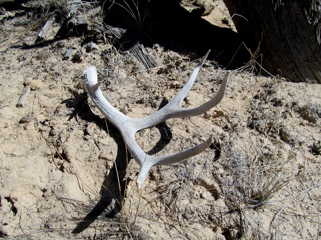 Shed deer antler