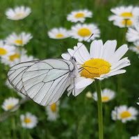 Farfalla su margherita di 