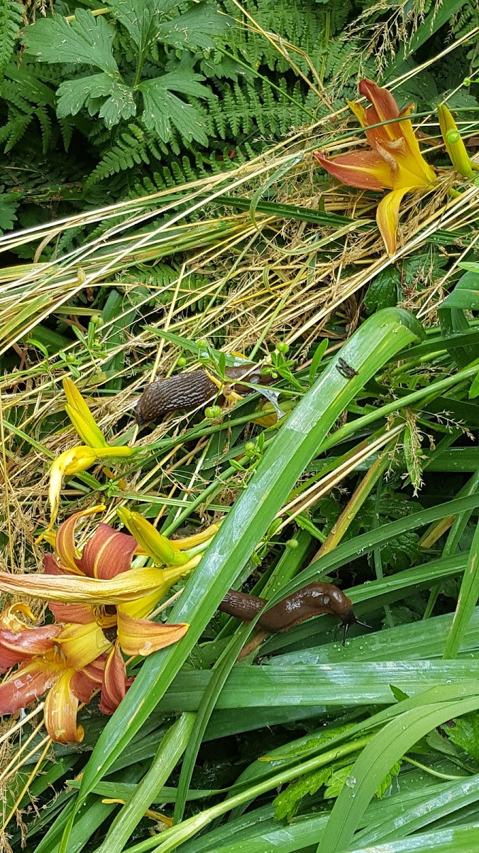 unidentified slugs