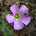 Violet Woodsorrel