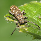 Cucurbit Stemborer