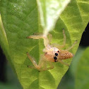 Jumping spider