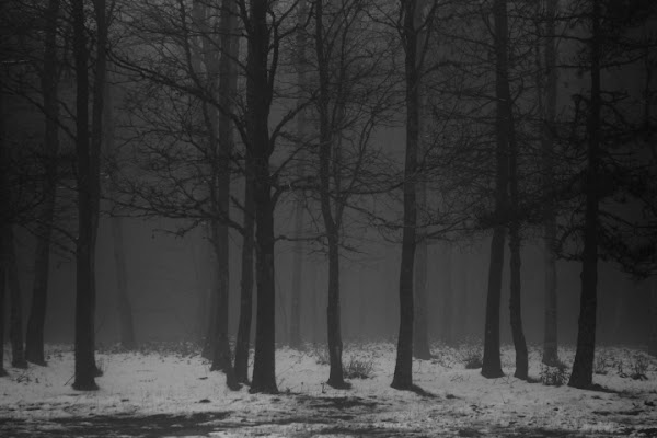 Cold wood di Dario Pace