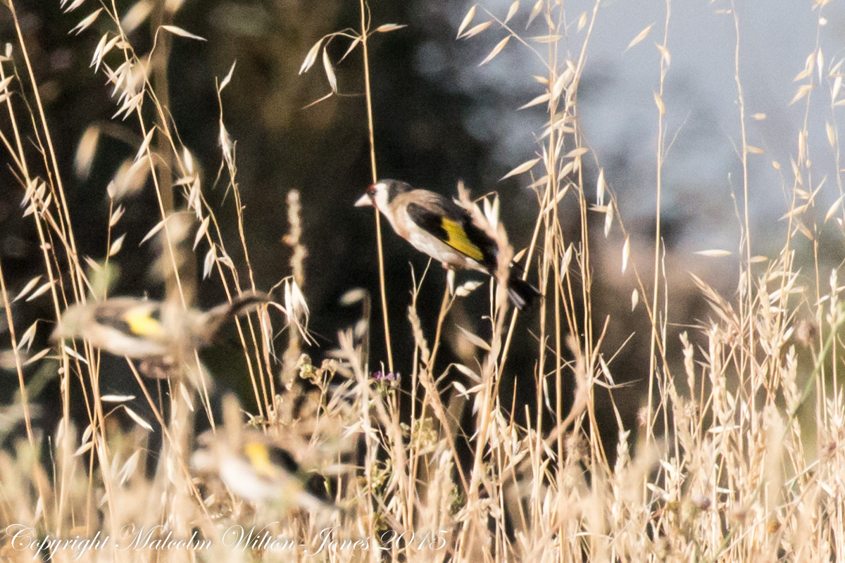 Goldfinch; Jilguero