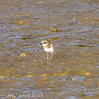 Ringed Plover; Chorlitejo Grande