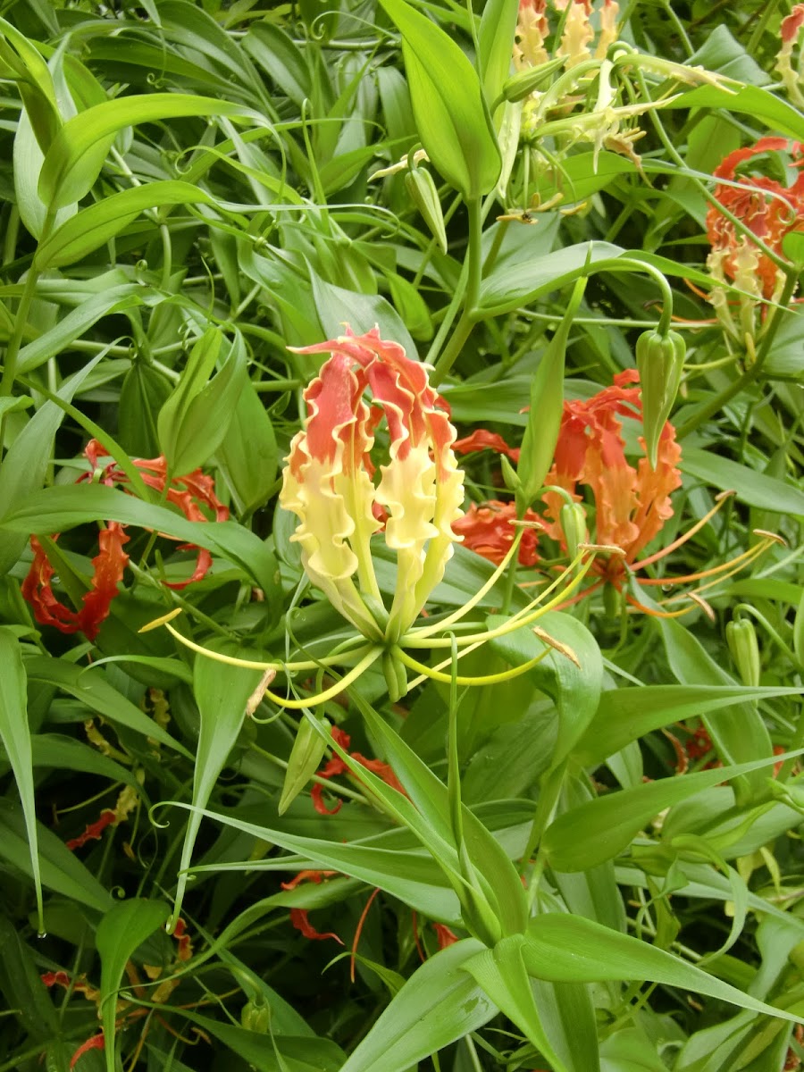 Flame Lily