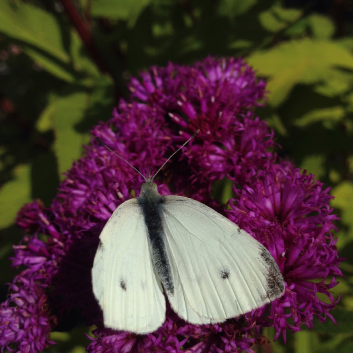 Small White