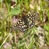 variable checkerspot