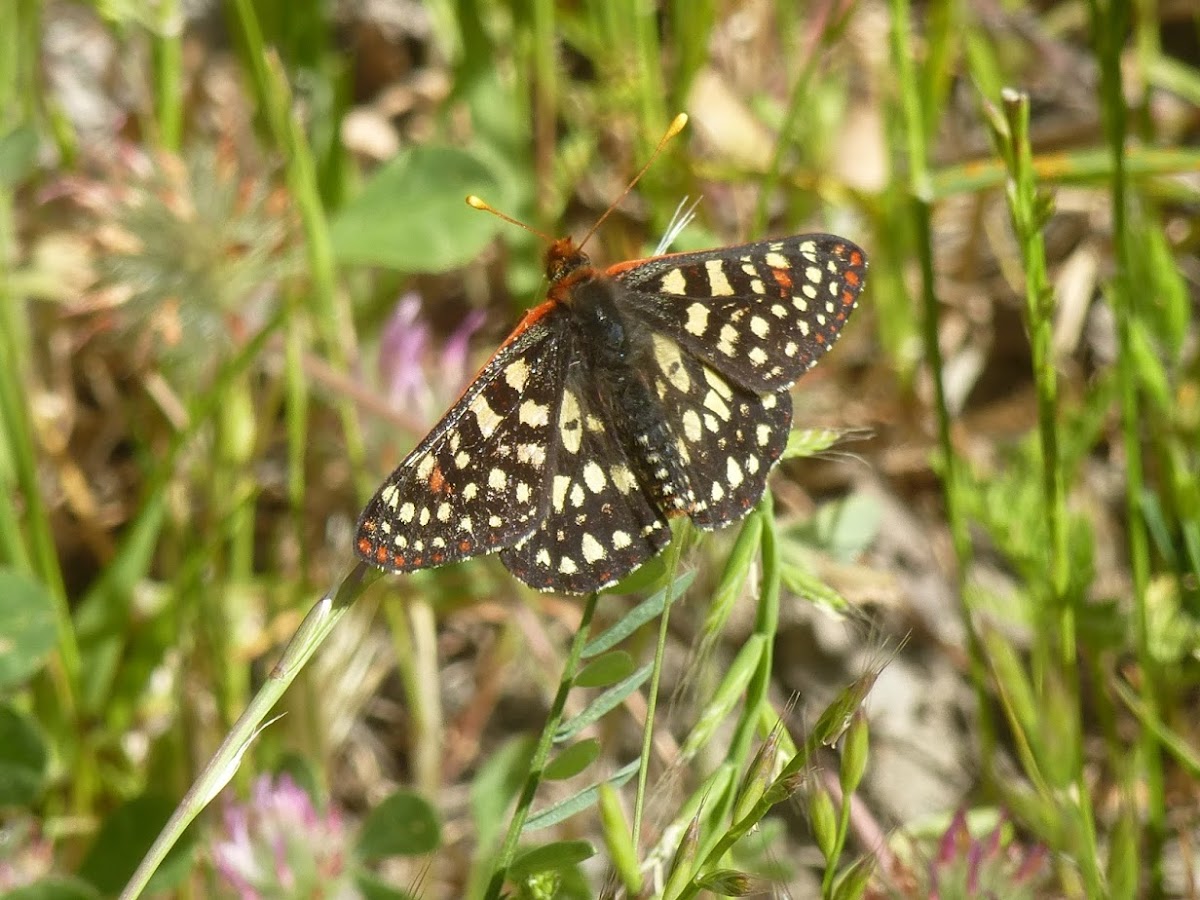 variable checkerspot