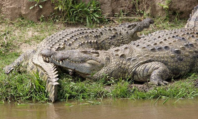 File:Nile croc couple 690V1510 - Flickr - Lip Kee.jpg