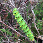 The Small Emperor Moth