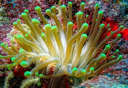 Resultado de imagen de animales  Cnidaria (ejemplos