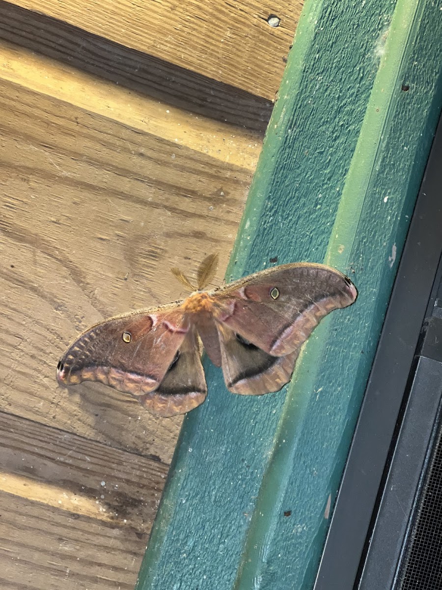 Polyphemus Moth