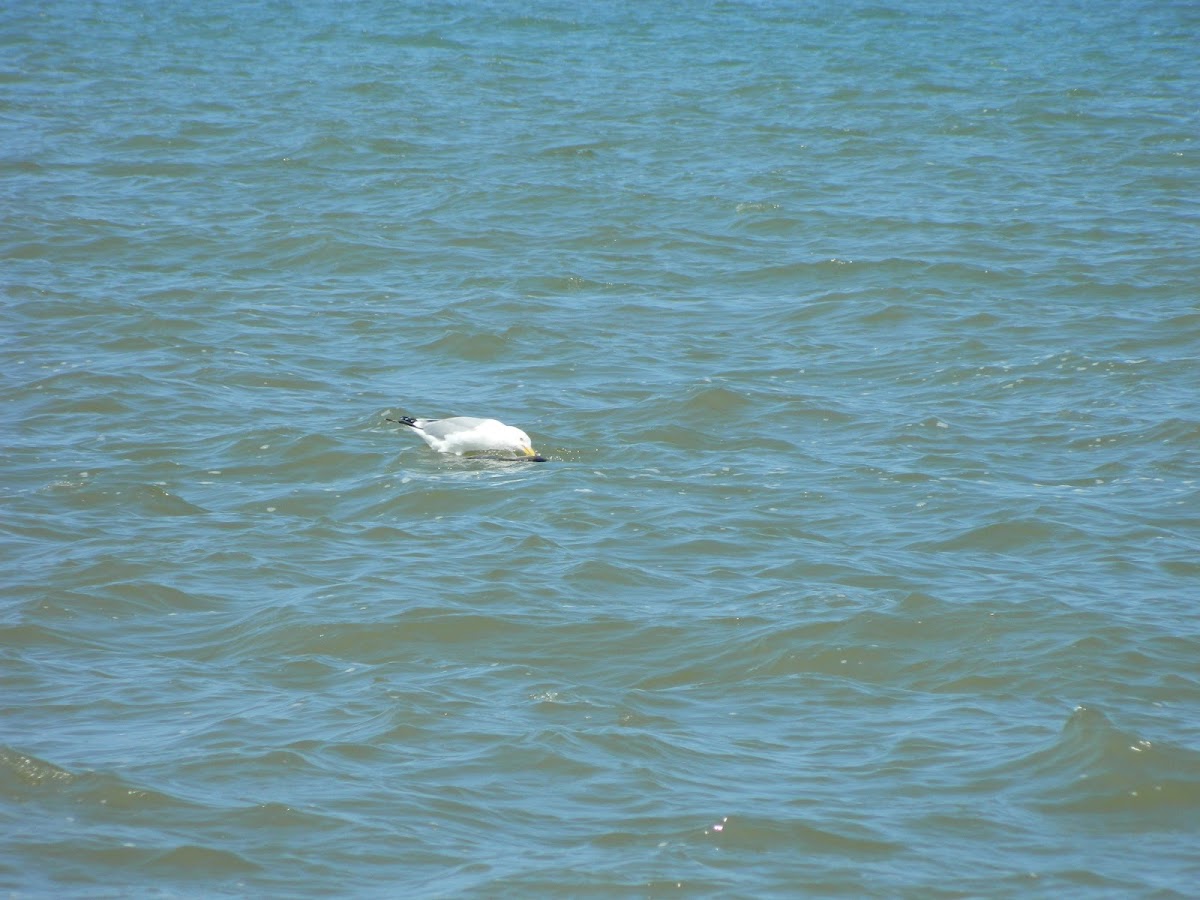 Ring Billed Gull