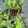 Crimson Rose Butterfly