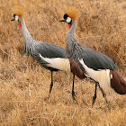 Grulla coronada (Grey crowned crane)