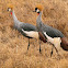 Grulla coronada (Grey crowned crane)