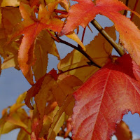 Liquidambar di 