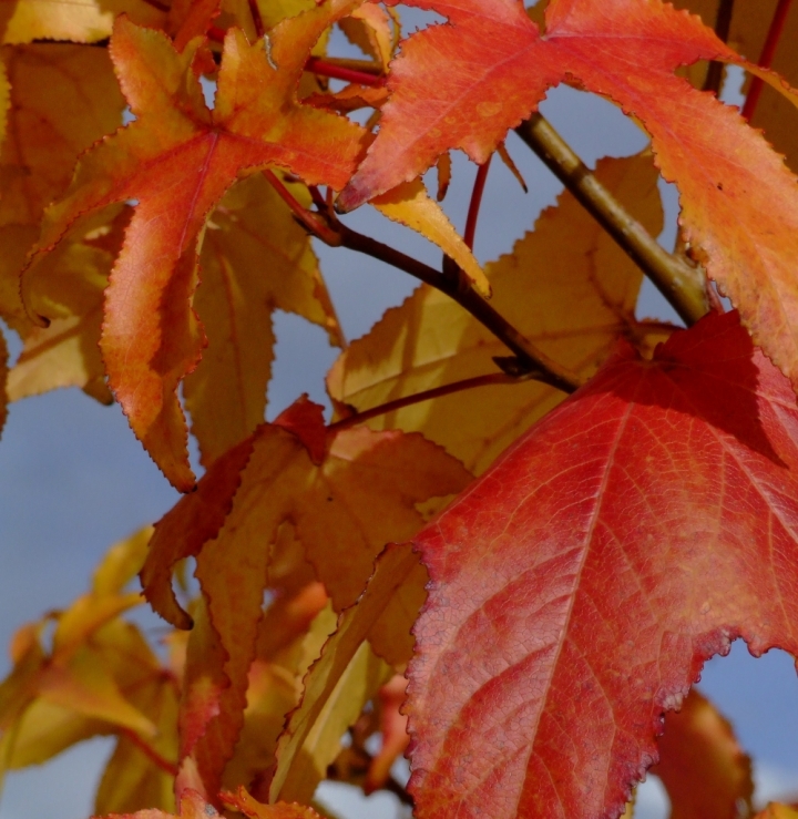 Liquidambar di sforzial