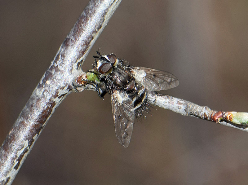 Tachinig Fly