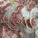 Mustard Yellow Polypore