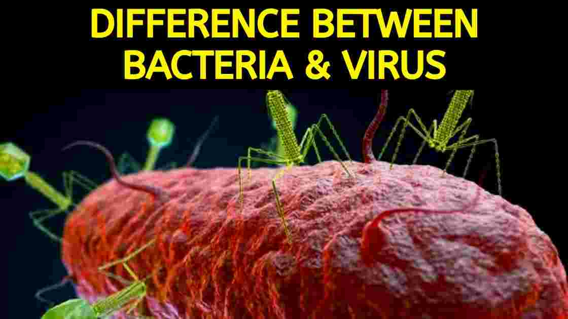 Meaning and major differences between bacteria and Virus