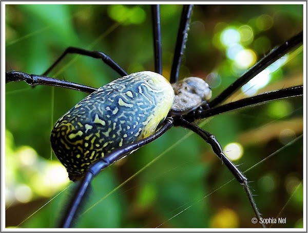 Black-legged Golden Silk Orb-web spider