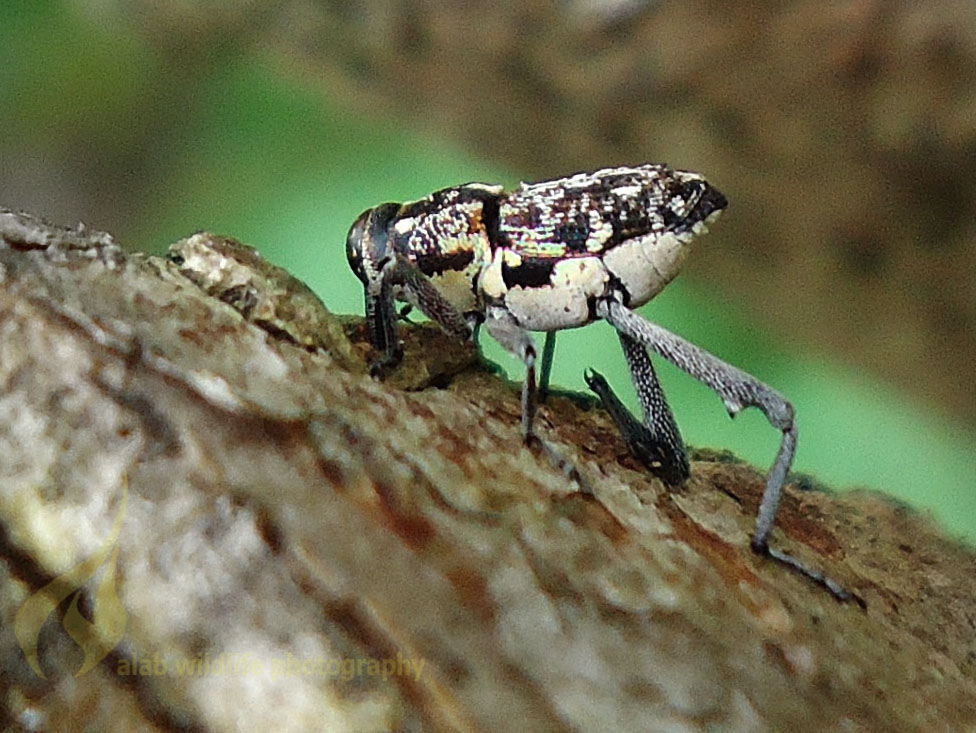 Long legged weevil