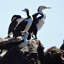 Pied Cormorant