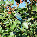 Malabar Parakeet